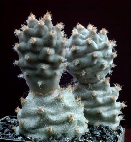 Tephrocactus_articulatus_2